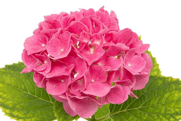 Blütenstand Der Rosa Blüten Der Hortensie Isoliert Auf Weißem Hintergrund — Stockfoto