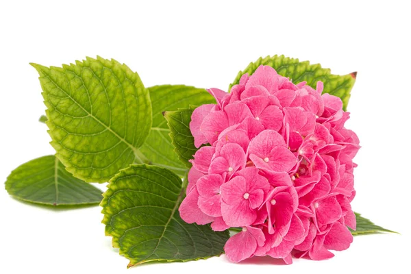 Inflorescence Des Fleurs Roses Hortensia Isolée Sur Fond Blanc — Photo