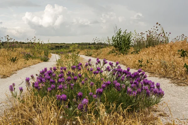 Cespuglio fiorito cardo su una strada di campagna — Foto Stock