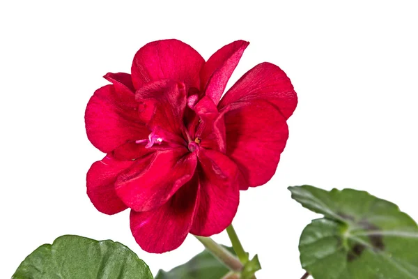 Fleur de géranium, lat. Pelargonium, isolé sur fond blanc — Photo