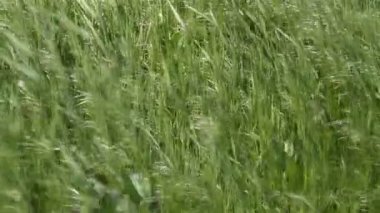 Rüzgardaki çimenler