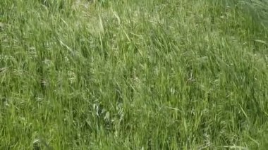 Rüzgardaki çimenler