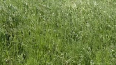 Rüzgardaki çimenler