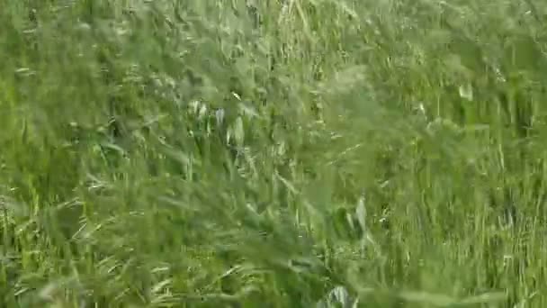 Трава на ветру — стоковое видео