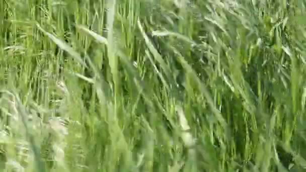 L'herbe dans le vent — Video