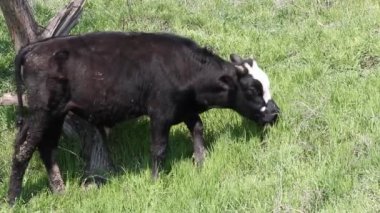 buzağı ot yiyor