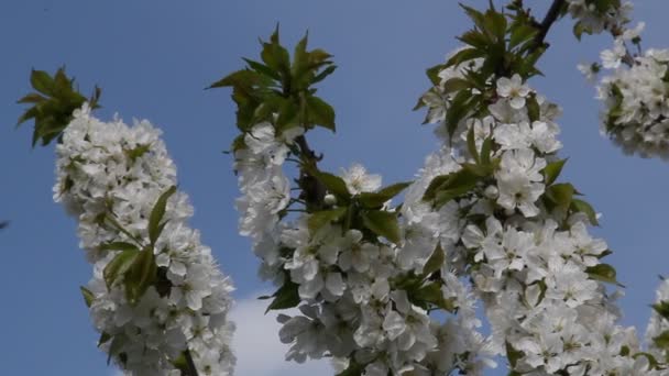 Blommande cherry — Stockvideo