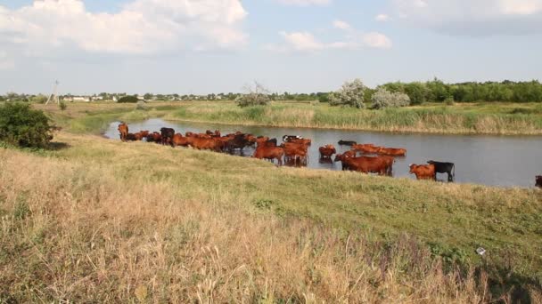 水まきに牛の群れ — ストック動画