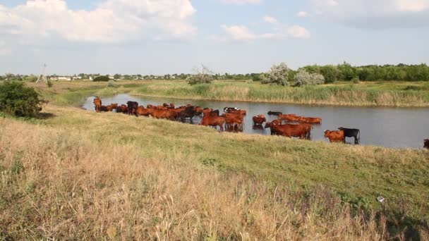 Un troupeau de vaches à l'arrosage 