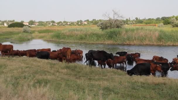 Una mandria di mucche all'annaffiamento — Video Stock