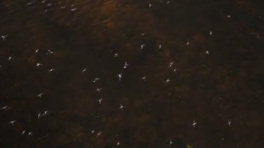 su strider, lat. Simms'in paludum