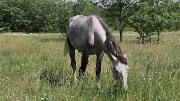 cheval sur le pâturage
