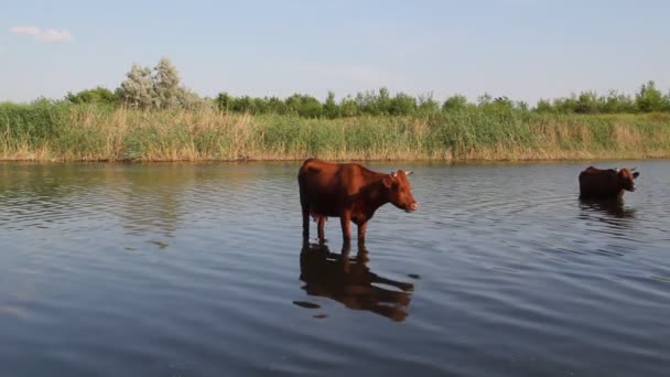 Koeien op de drenken — Stockvideo