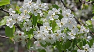 Çiçek açan ağaç