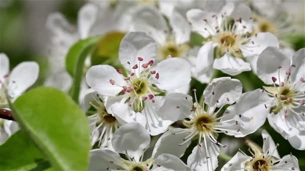 Árbol floreciente — Vídeo de stock