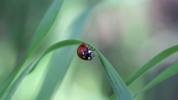 Marienkäfer (lat. Kokinellidae) — Stockvideo