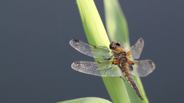 Libellula in attesa — Video Stock