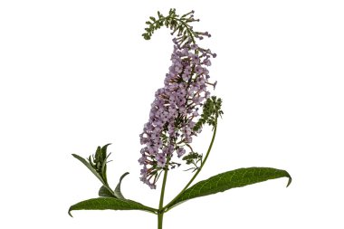 Çiçekleri beyaz ba izole Buddleja, lat. Buddleja davidii,