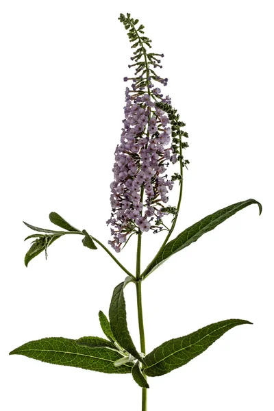 Fiori di Buddleja, lat. Buddleja davidii, isolata su ba bianca — Foto Stock