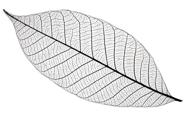 Przedstawcie w sylwecie wiśniowych liści, na białym tle — Zdjęcie stockowe