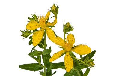 Beyaz backgro izole Hypericum (Latince Hypericum), çiçek