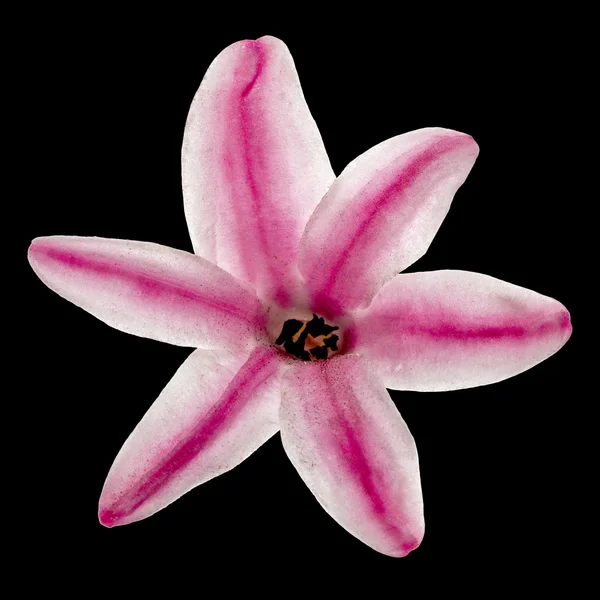 Blomma i rosa hyacint, isolerad på svart bakgrund — Stockfoto