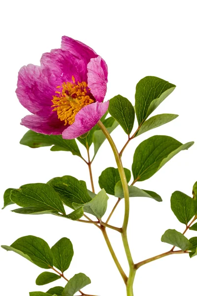 Pink peony flower, isolated on white background — Stock Photo, Image