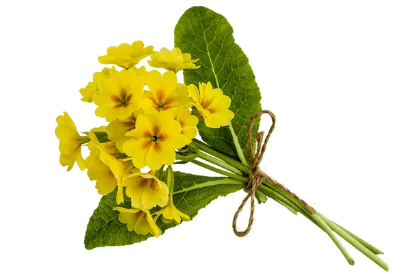 Μπουκέτο με κίτρινο primroses, απομονώνονται σε λευκό φόντο — Φωτογραφία Αρχείου