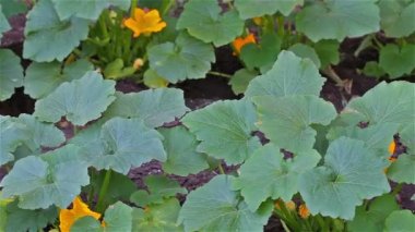 Çiçekli kabak sabah, açık alanda büyüyen