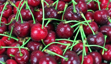 Islak, taze, olgun, sulu kiraz. Bir saat yönünde döndürün. Loopable. HD 1080