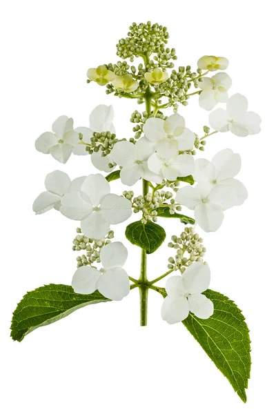 Fleurs d'hortensia isolées sur un fond blanc — Photo