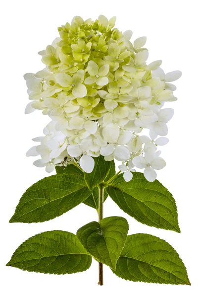 Fleurs d'hortensia isolées sur un fond blanc — Photo