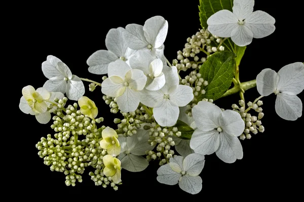 수 국, 검은 배경에 고립의 꽃 — 스톡 사진