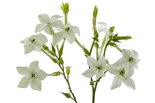 Flores de tabaco perfumado, lat.Nicotiana, isolado em bac branco — Fotografia de Stock