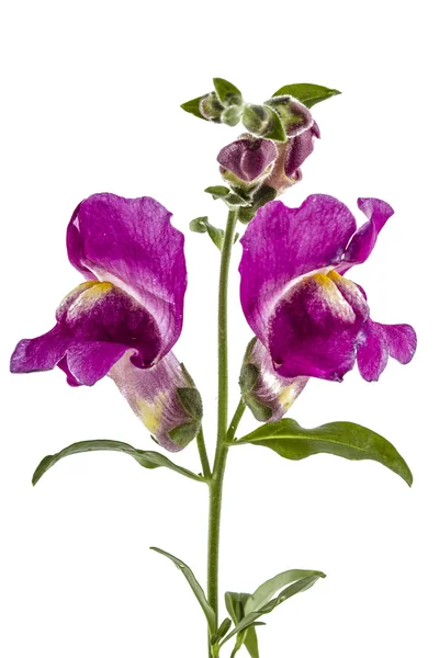 Цветы Snapdragon, лат. Antirrhinum, изолированные на белом backgr — стоковое фото
