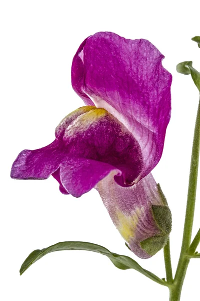 Λουλούδι του snapdragon, lat. Antirrhinum, που απομονώνονται σε λευκό backgro — Φωτογραφία Αρχείου
