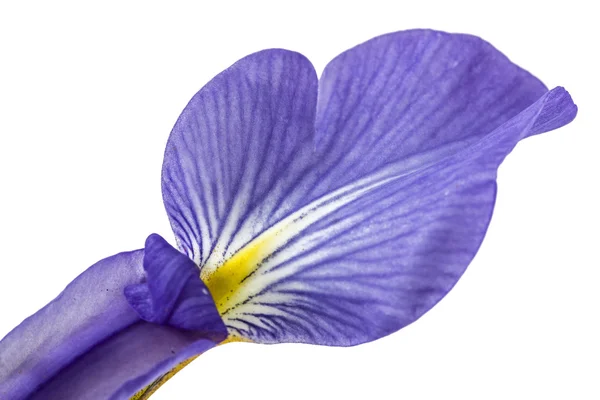 Pétala a flor da íris, isolado em branco, close-up — Fotografia de Stock