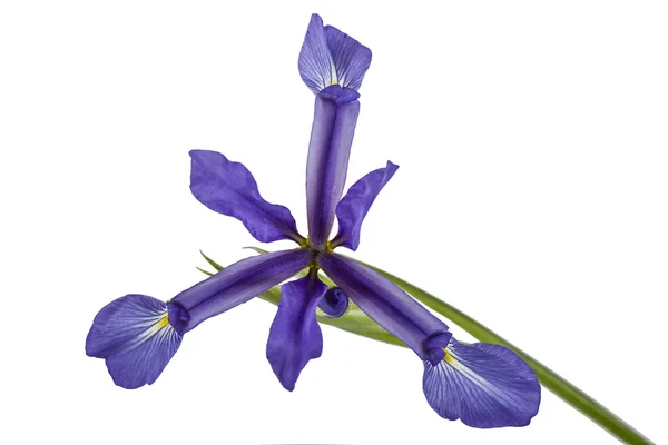 Iris flowers, isolated on white — Stock Photo, Image