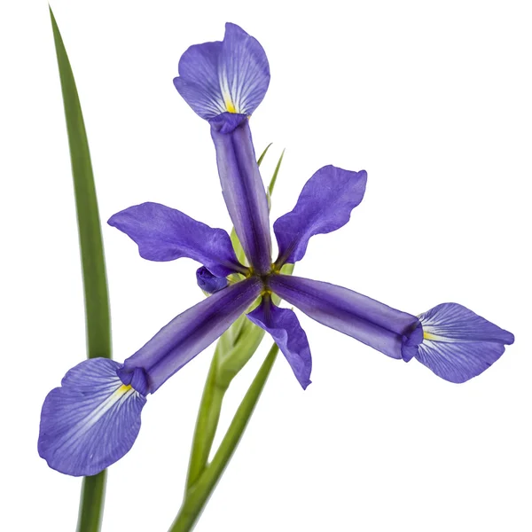 Iris квіти, ізольовані на білому — стокове фото