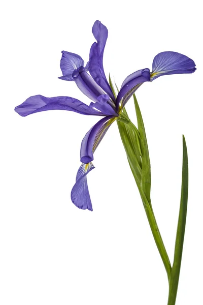 Flores de iris, aisladas sobre blanco — Foto de Stock