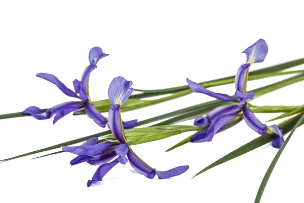 Flores de iris, aisladas sobre blanco —  Fotos de Stock