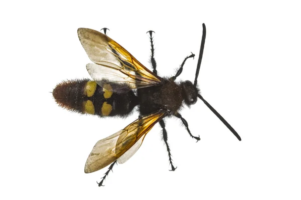 Scolia flavifrons (лат. Scoliidae), изолированные на белом фоне — стоковое фото