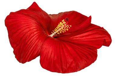 Beyaz arka plan üzerinde izole kırmızı hibiscus çiçek