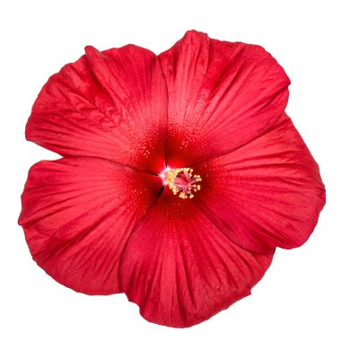 Beyaz arka plan üzerinde izole kırmızı hibiscus çiçek