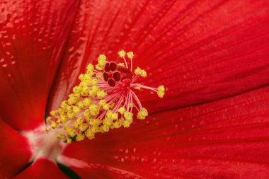 Güzel kırmızı hibiscus çiçek, makro