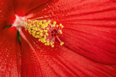 kırmızı amber çiçeği