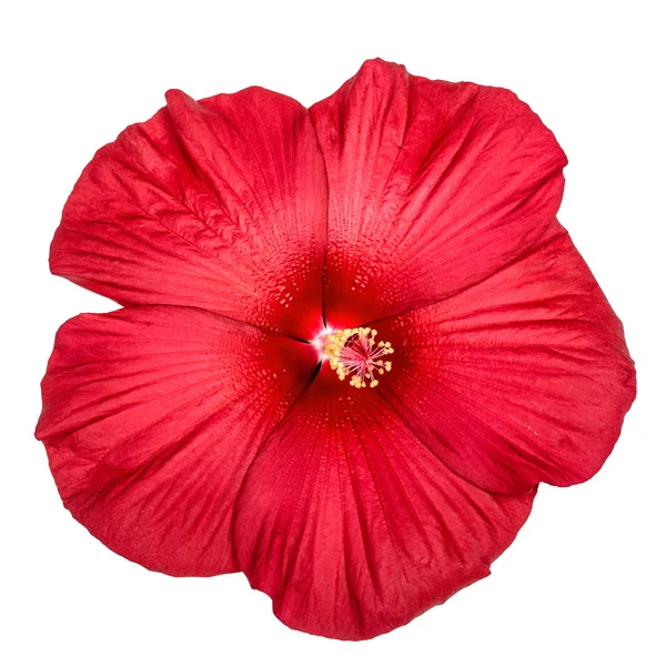 Flor de hibisco rojo, aislada sobre fondo blanco — Foto de Stock