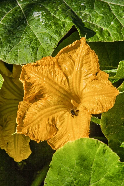 Vacker gul pumpa blomma på bakgrund av gröna blad — Stockfoto