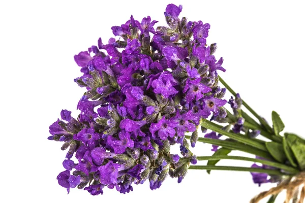 Bouquet of violet wild lavender flowers in dewdrops and tied wit — Stock Photo, Image