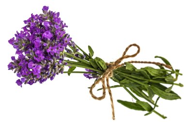 Buket Menekşe vahşi lavanta çiçek dewdrops ve bağlı zekâ